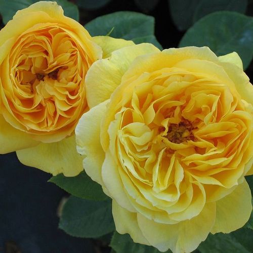Shop - Rosa Souvenir de Marcel Proust™ - gelb - teehybriden-edelrosen - stark duftend - Georges Delbard - Ihre intensiv gelben Blüten düften besonders und blühen üppig.
